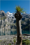 click for detailed view thumbnail